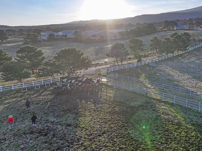 2025년 12월 16일 제주시 오등동 난지축산연구센터 방목지의 전경 /장경식 기자