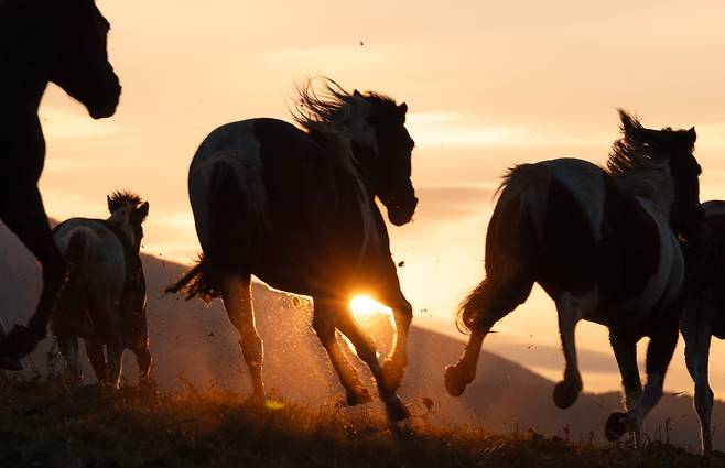 지난 2025년 12월 16일 제주시 오등동 난지축산연구센터에서 붉은 태양빛 아래로 말들이 땅을 박차며 달려나가고 있다. /장경식 기자
