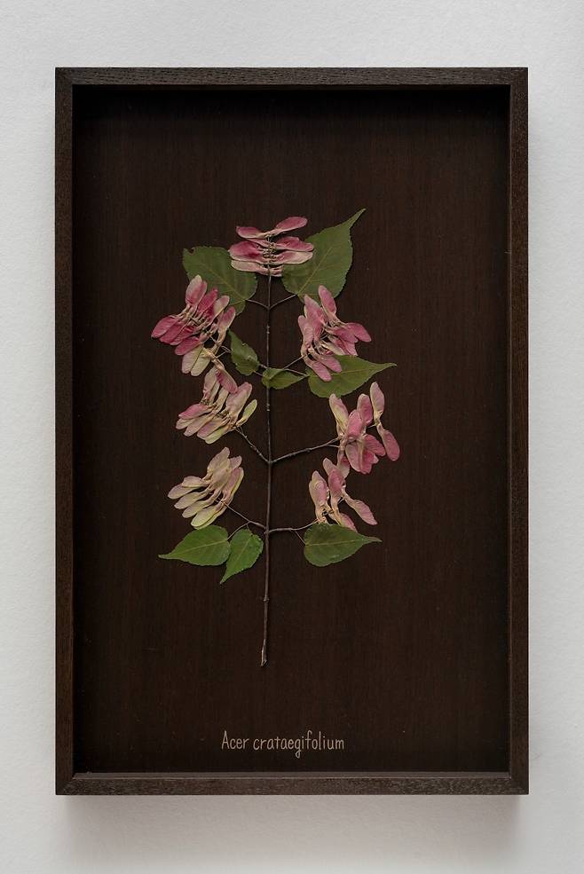 최재은, 우리가 처음 만났을 때, 2025, 옻칠 나무 패널에 압화, 각 413×268×31cm © 이치카와 야스시