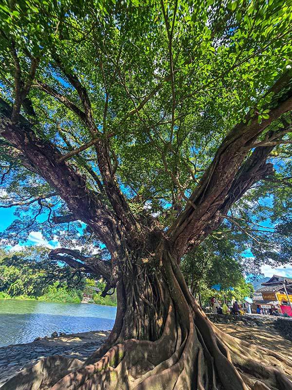 중국 남방 특유의 용나무. 기본이 300년 수령이며 700년 이상 된 아름드리나무도 있다.