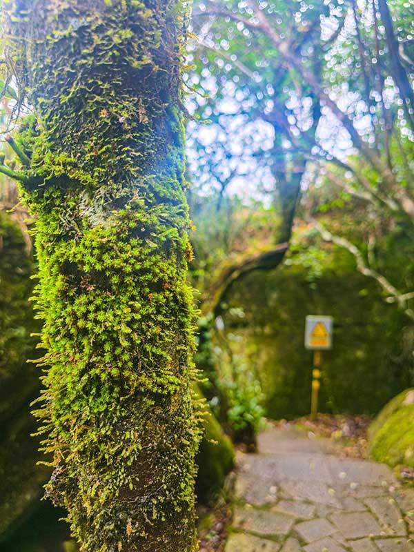 이끼 천국이란 말이 나올 정도로 남쪽의 짙은 이끼 숲이 이어진다.