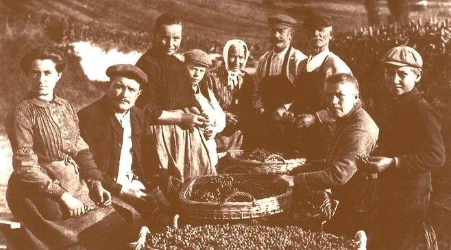 1917년 아퉁 가족 포도 수확 풍경. 홈페이지