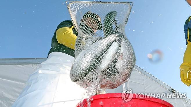 꽁꽁축제에 투입되는 인삼송어 [연합뉴스 자료사진]