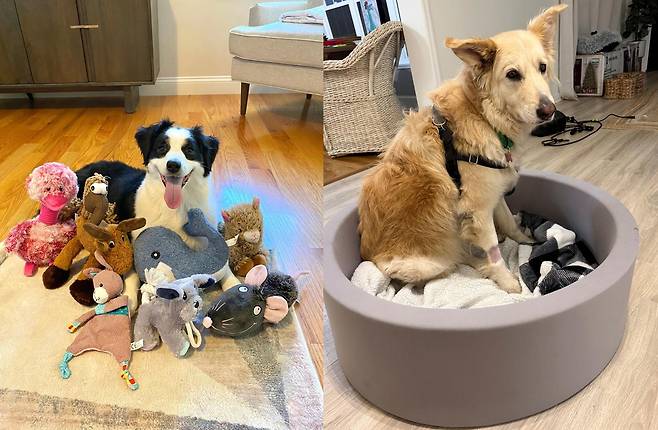 실험에 참여한 강아지들. 왼쪽은 매사추세츠주에 사는 강아지 ‘머그시’, 사우스캐롤라이나주 웨스트컬럼비아에서 촬영된 9살 골든 리트리버 믹스견 ‘애비’의 모습. AP/뉴시스