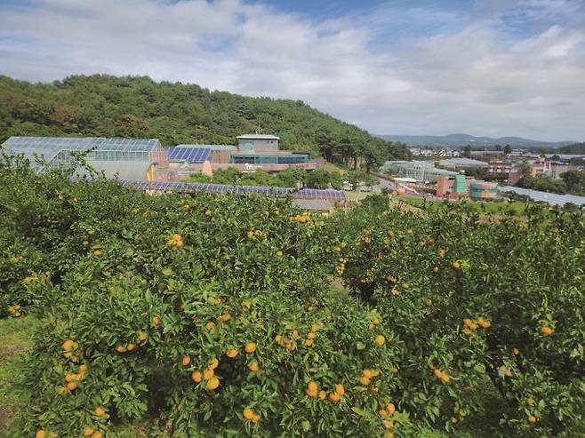 제주도 감귤밭. 현정석 제공