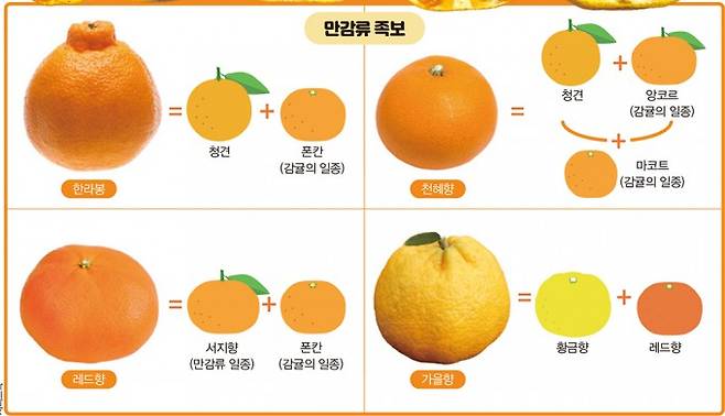 만감류 족보. 어린이과학동아 제공