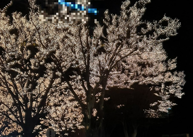 서울 한 호텔의 일루미네이션. 가로수 조명이 빛나고 있다.[X(구 트위터) 갈무리]