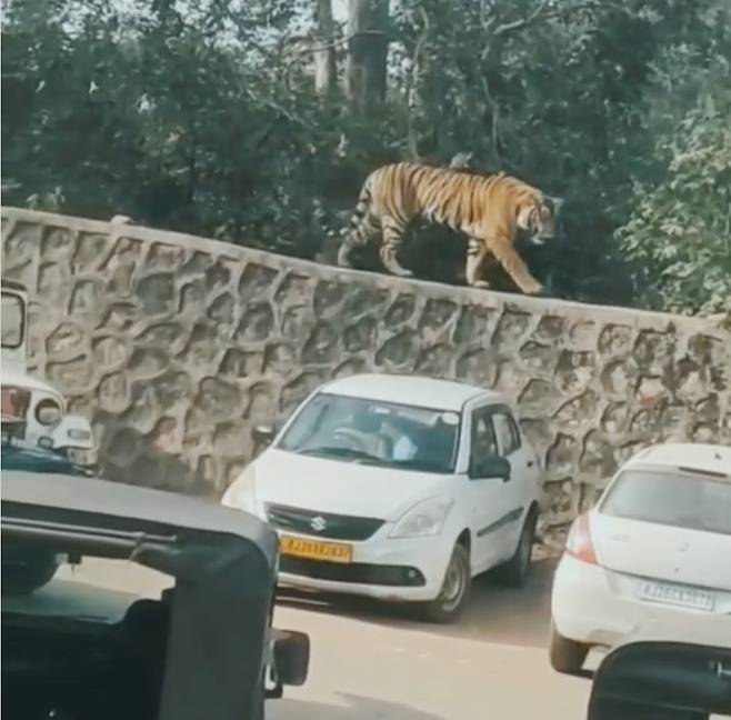 [뉴시스] 인도 라자스탄주 란탐보레 국립공원에서 어린 호랑이 새끼가 관광객들 앞에 모습을 드러내는 이색적인 장면이 포착됐다. (사진=SNS 캡처) *재판매 및 DB금지 *재판매 및 DB 금지