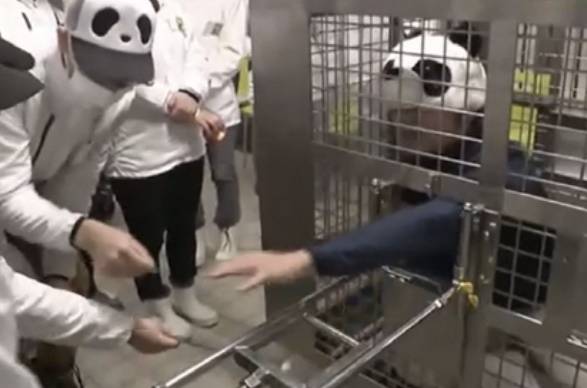 일본의 한 동물원이 중국으로 모두 반환한 판다를 대신해 직원들이 판다 흉내를 내는 이색 프로그램을 운영하고 있다. ABCTV 뉴스 캡처