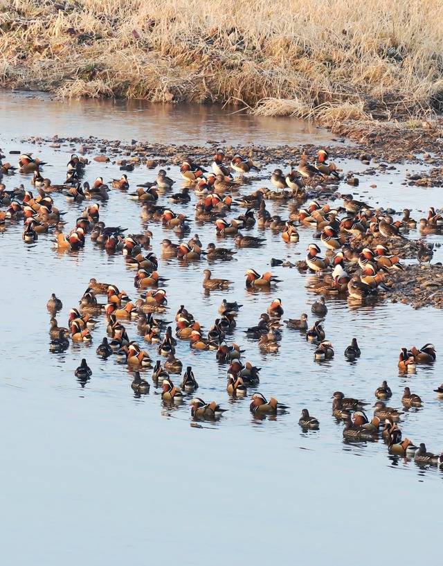 청도군 청도천 일대에 천연기념물 제327호 원앙 수백 마리가 내려앉아 장관을 이루고 있다. 청도군민 박충배씨 제공