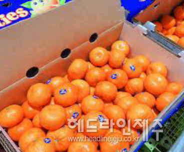 올해부터 미국산 감귤(만다린)이 관세가 폐지되면서 수입 물량은 더욱 늘어나고 가격은 하락할 것이란 전망이 나오고 있다. (사진=제주농협 용역 최종보고서)&nbsp;&nbsp;