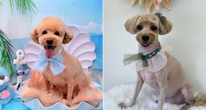 동배견인 기린이(왼쪽)와 짱이(인스타그램 kirinjjang_mom 제공) ⓒ 뉴스1