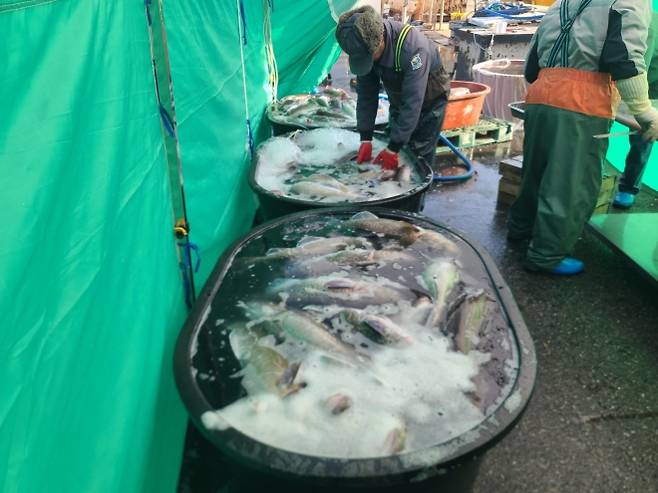 대구 친어 모습. 2026.1.11. 경남도 제공