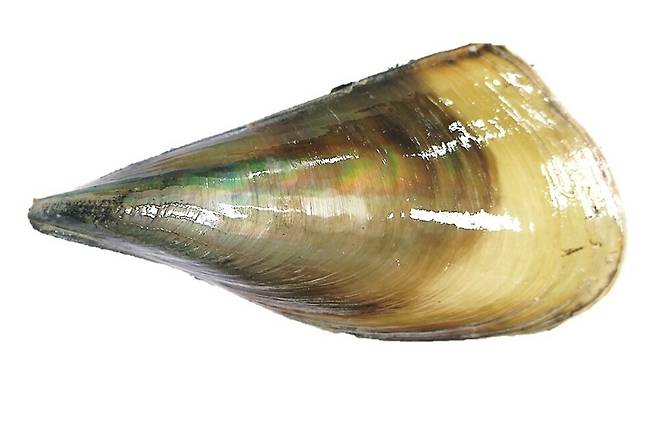 ▲ 키조개. 키조개의 영어 이름은 '펜 셸(Pen shell)'이다. 길고 삼각형에 가까운 껍데기 모양이 과거 깃펜이나 펜촉을 닮았다고 해서 붙은 이름이다. /사진제공=서해수산연구소