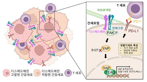 디스에드헤린에 의한 간암 악성화 및 면역 회피 기전 모식도. GIST 제공