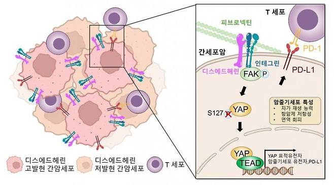 디스에드헤린에 의한 간암 악성화 및 면역 회피 기전 모식도.