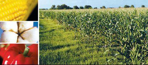 몬산토는 경영계에서‘변신의 귀재’로 벤치마킹 대상이다. 한때 미국 5대 종합화학기업이었지만, 오일쇼크 이후 농업생명과학을 신성장동력으로 육성하면서 화학 부문은 줄여나갔다. 사진은 몬산토가 개발한 GMO 옥수수, 면화, 토마토(왼쪽 위부터 차례로)와 GMO 옥수수 밭(오른쪽).