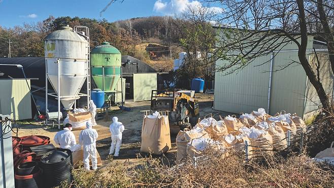 2025년 11월 18일 방역당국이 고병원성 조류인플루엔자 바이러스로 의심되는 H5형 항원이 검출된 충북 영동군 종오리 농장에서 종오리를 살처분하고 있다. 사진 영동군