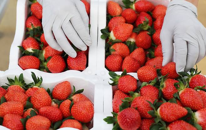 경기도 화성시 장안면 한 농원에서 관계자가 딸기를 수확하고 있다. [연합]