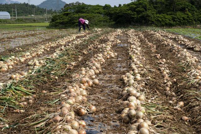 클립아트코리아