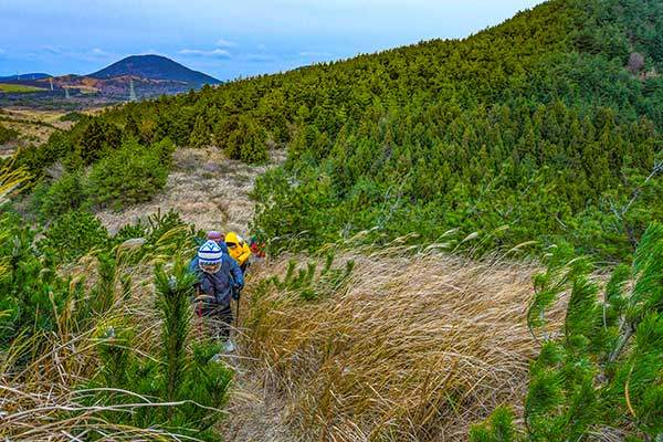 알오름과 본 오름(뒤 오른쪽) 사이의 억새지대를 지나는 탐방객들. 왼쪽 뒤로 높은오름이 고개를 내밀었다.