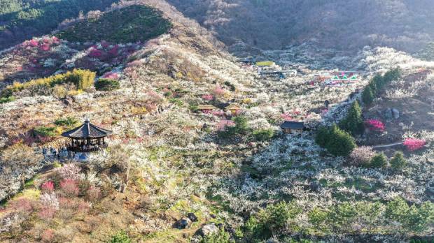지난해 열린 광양매화축제장 전경. 광양시 제공