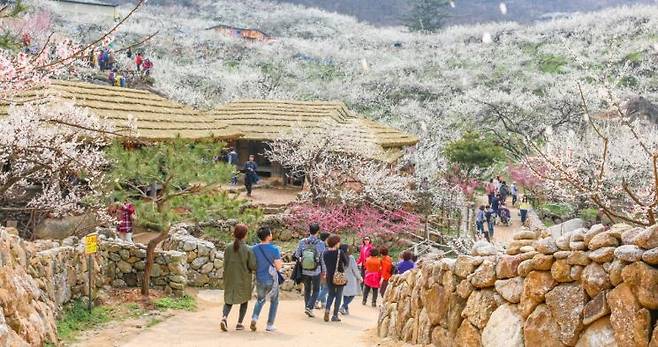 2025년 광양매화축제장 전경. 광양시 제공