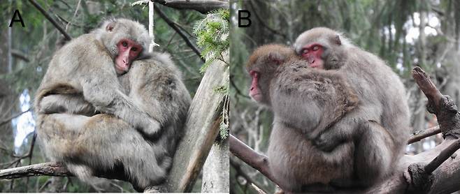 일본원숭이 암컷들의 동성 간 성적 행동들./ Archives of Sexual Behavior