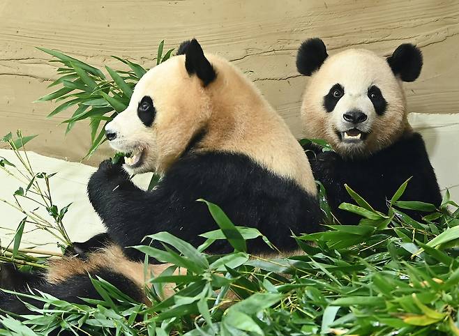국내에서 태어난 최초의 쌍둥이 판다 루이바오·후이바오. 뉴시스