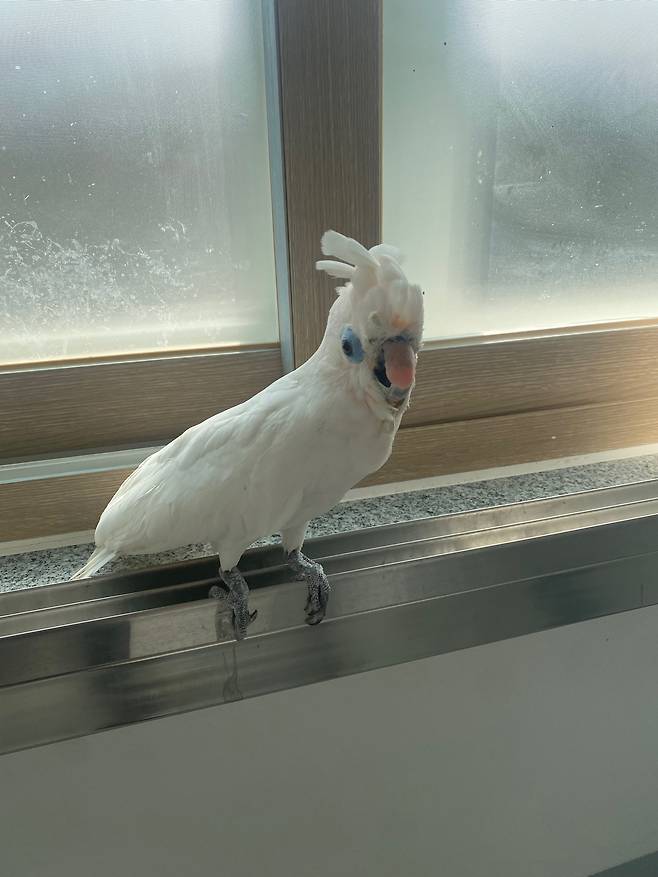 티타늄 인공 부리를 가진 앵무새. 우치동물원 제공