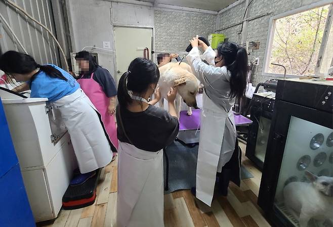 발달장애인 훈련생들이 양주 소재 애견종합서비스업체인 '개두방정'에서 목욕 실습에 참여하고 있다. <한국장애인고용공단 제공>