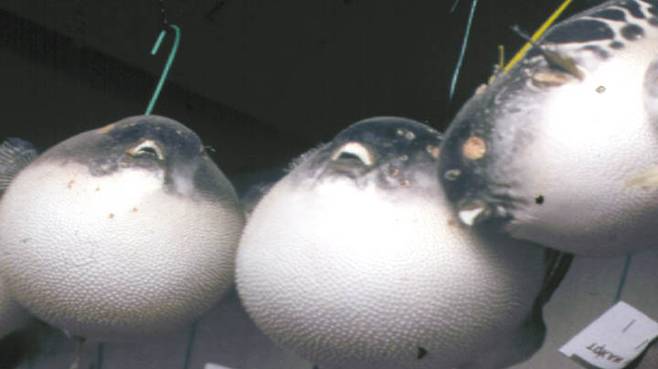 복어. 연합뉴스