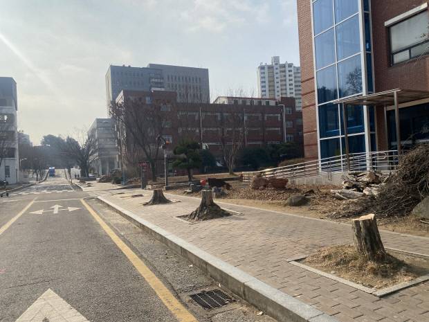 최근 광주시 북구 용봉동 전남대 예술대학 가로수길에 줄지어 있던 나무가 모두 베어진 채 밑동만 남아있다.