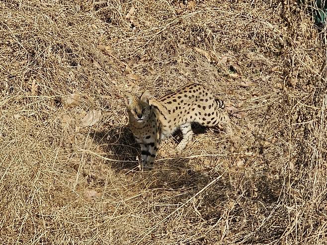 ▲ 14일 오전 8시께 경산시 진량읍 선화리에 거주하는 주민 A(45)씨가 자신의 거주지 인근 야산에서 야생 서벌 한 마리를 목격, 카메라에 담았다. 주민 A씨 제공.