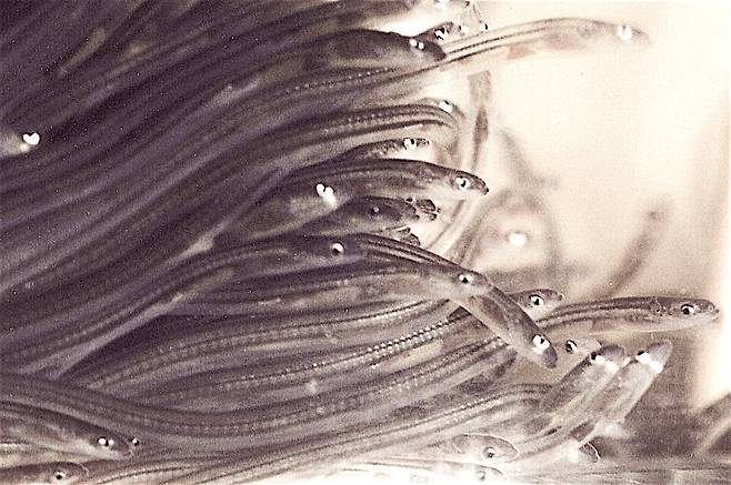 실뱀장어. (사진&nbsp;Uwe Kils, Wikimedia Commons)/뉴스펭귄