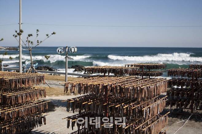 구룡포 덕장에서 과메기가 해풍에 건조되고 있는 포항의 겨울 풍경.(사진=포항시 제공)