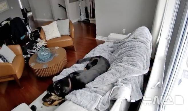 [서울=뉴시스] 캐나다 오타와 교외의 한 주택에서 반려견이 배터리가 장착된 가열식 스키 장갑을 씹고 있다. (사진출처: 캐나다 오타와 소방당국 공식 페이스북 캡처) 2026.01.09.