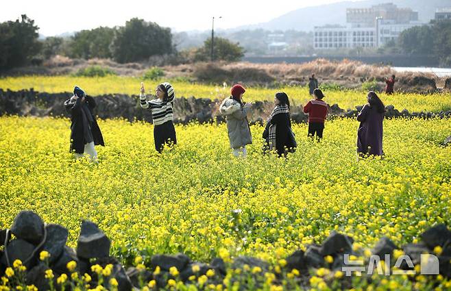 [서귀포=뉴시스] 우장호 기자 = 맑은 날씨를 보인 14일 오후 제주 서귀포시 성산일출봉 광치기해변 인근에 유채꽃이 활짝 피어나 때이른 봄 정취를 자아내고 있다.기상청에 따르면 제주지역은 15~16일 낮 최고기온이 16도 안팎으로 오르며 포근한 날씨를 보일 것으로 전망된다. 2026.01.14. woo1223@newsis.com