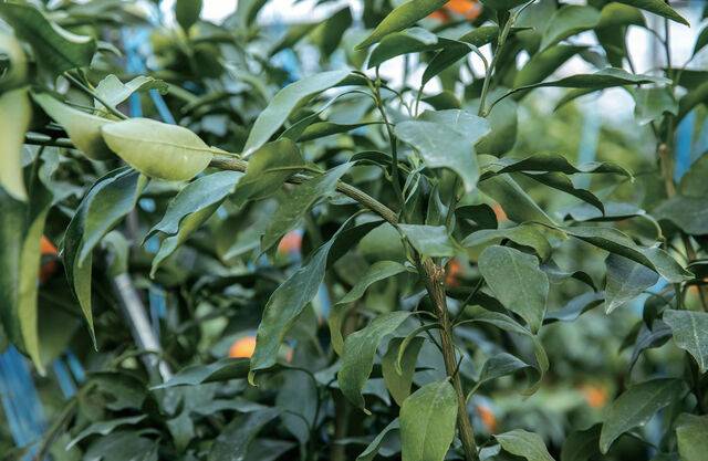 직립한 가지를 눕히면 달코미의 꽃눈 분화를 촉진할 수 있다.