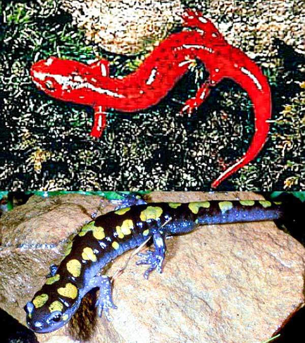 도롱뇽. 위 black-chinned red 도롱뇽, 아래 spotted salamander 도롱뇽. 그레이트 스모키 마운틴스국립공원은 세계에서 가장 많은 31종의 도롱뇽이 서식하고 있어 '도롱뇽의 수도'로 불린다. 도롱뇽은 습기가 많고 축축한 곳에서 살아가므로 기후위기 시대에서 특별한 보호대책이 요구된다. 사진 NPS