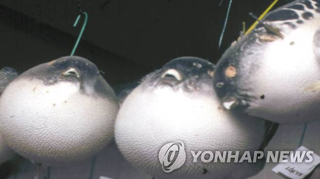 복어 [연합뉴스 자료사진]]