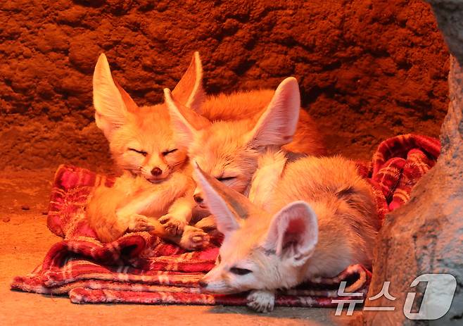 15일 경기 용인시 처인구 에버랜드에서 사막여우가 열등 아래서 따뜻하게 몸을 녹이고 있다. 2026.1.15/뉴스1 ⓒ News1 김영운 기자
