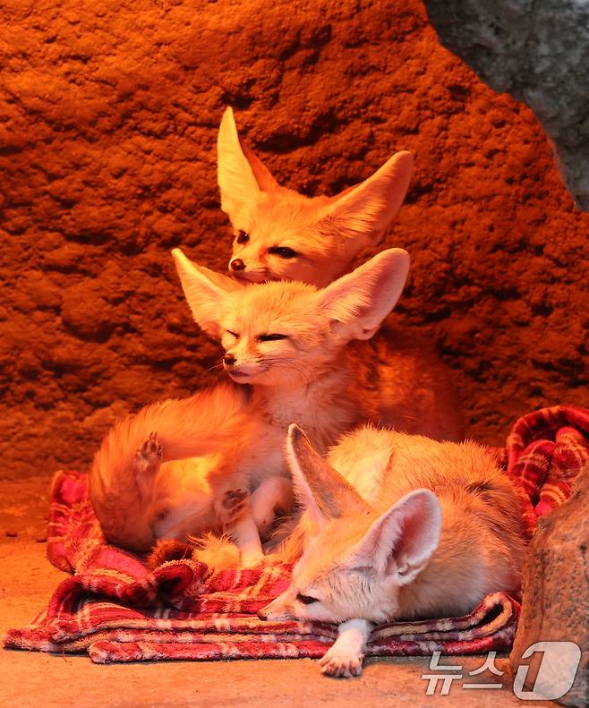 15일 경기 용인시 처인구 에버랜드에서 사막여우가 열등 아래서 따뜻하게 몸을 녹이고 있다. 2026.1.15/뉴스1 ⓒ News1 김영운 기자