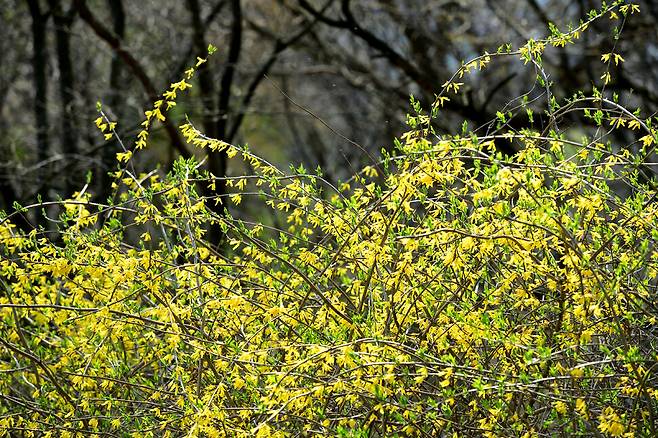 우리나라 중부지방에만 사는 고유종 산개나리. 국립생물자원관 제공