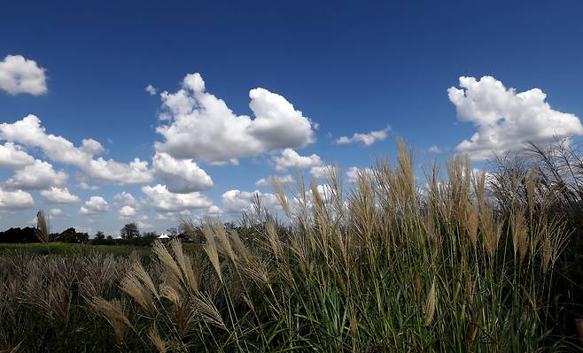 Silver grass fields at Haneul Park in western Seoul’s World Cup Park (Newsis)