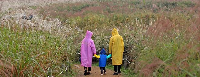 Silver grass fields at Haneul Park in western Seoul’s World Cup Park (Newsis)