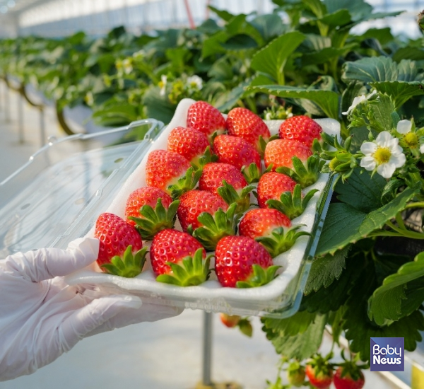 상하농원, 겨울방학 맞아 '딸기 마스터 캠프' 패키지 운영. ⓒ상하농원