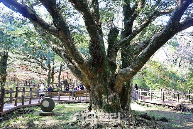 제주 평대리 비자나무(비자림) 숲 한가운데에서 만날 수 있는 ‘새천년 비자나무’. 지난 2000년을 기념해 이름 붙여진 비자나무로 몇 사람이 팔을 벌려야 닿을 만큼 굵은 줄기를 하고 있다.
