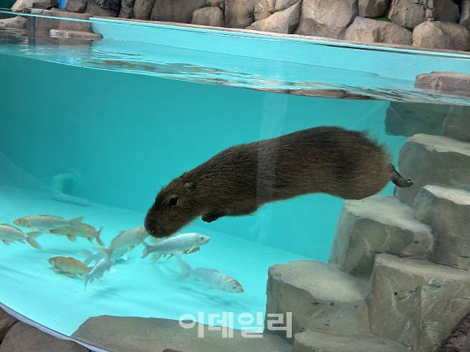 수조에서 수영을 하고 있는 바라 (사진=롯데월드 아쿠아리움)