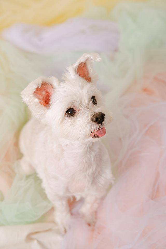 : 이별은 슬픈 일이야. 더이상 품에 안길 수 없는걸. 하지만 누나가 만들어준 그 온기는 평생 기억할거야. 보호자 제공